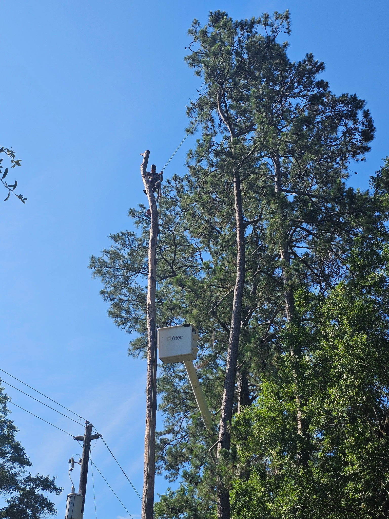 H&L bucket raised into a tall tree canopy